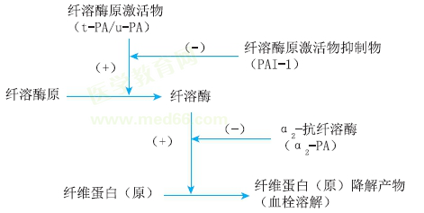 纖溶過程