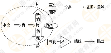 《中藥學(xué)綜合知識(shí)與技能》的藏象