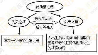 《中藥學(xué)綜合知識(shí)與技能》的藏象