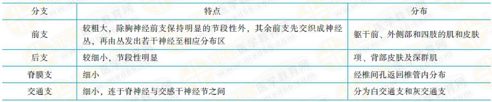 脊神經(jīng)的分支及其特點和分布