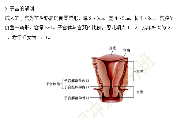 臨床助理醫(yī)師婦產(chǎn)科考試重點(diǎn)