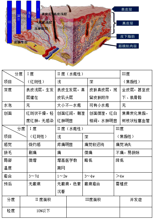 燒傷深度和分度