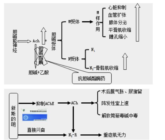 新斯的明