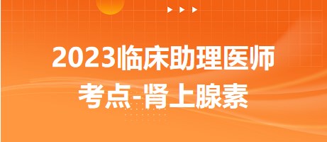 2023臨床助理醫(yī)師考點(diǎn)腎上腺素