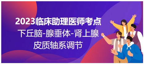 2023臨床助理醫(yī)師考點(diǎn)；下丘腦-腺垂體-腎上腺皮質(zhì)軸系調(diào)節(jié)