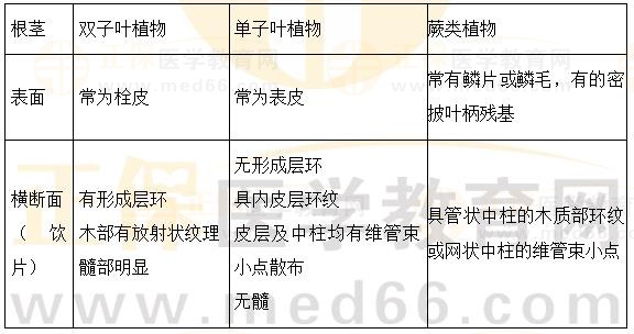 根及根莖類植物概述-2023執(zhí)業(yè)藥師《中藥一》重要知識(shí)點(diǎn)打卡