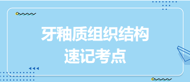 牙釉質組織結構速記考點